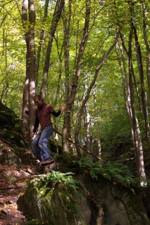 Waldtroll