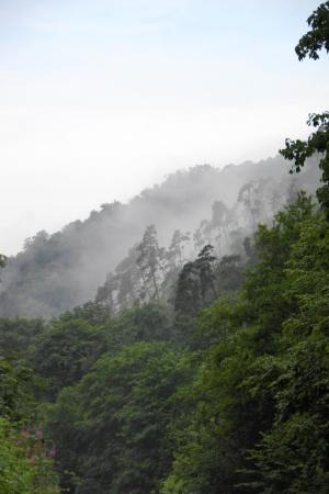 Nebelschlucht